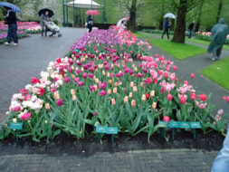Keukenhof (55)